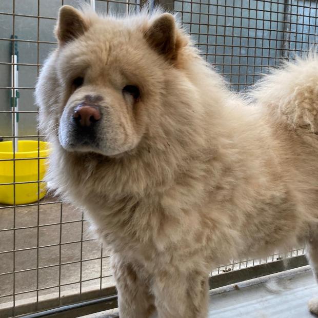 South Wales Guardian: Cooper - four years old, male, Chow Chow. Cooper is a very handsome boy who has come from a breeder. He is a very sweet boy but he is quite confused at the moment and doesn't know what he should be doing or who he should trust. He was happy to let us